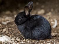 Zwergkaninchen schwarz